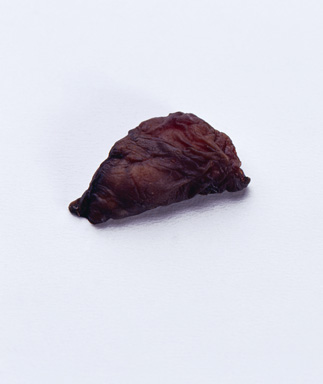 Still,Life(foreskin), 2007